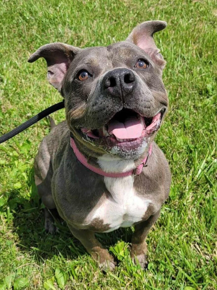 From Long Wait to Lifesaver: The Shelter Dog Who Became a Smoke Detector