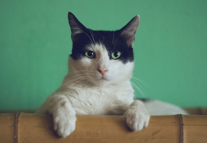 Dad Turns Cat Time Into Puppy Time