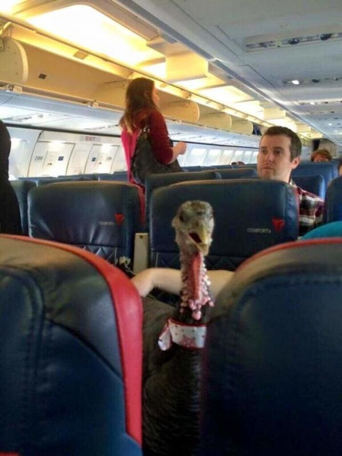 Yep, Still More Plane Weirdness