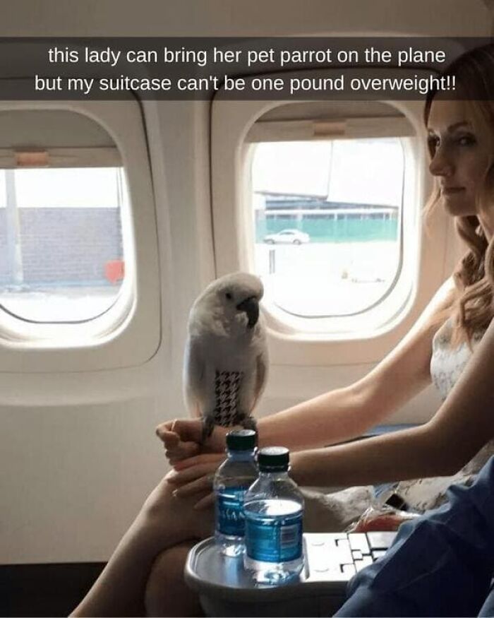 And Another Wild Plane Moment