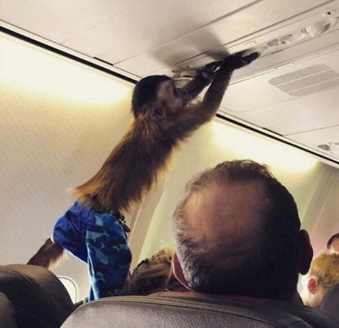 More of the Plane’s Wild Side