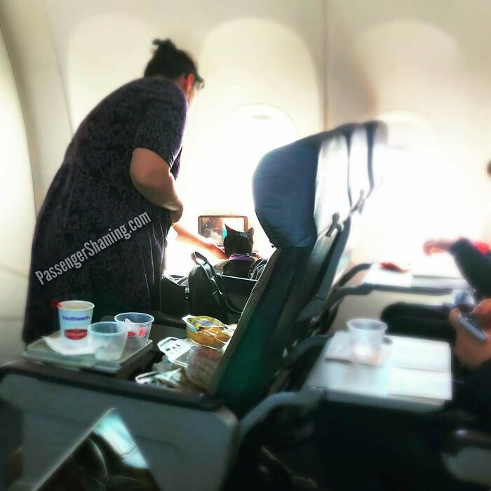 Just a Passenger Hand Feeding Her Cat While Watching TV on a Plane