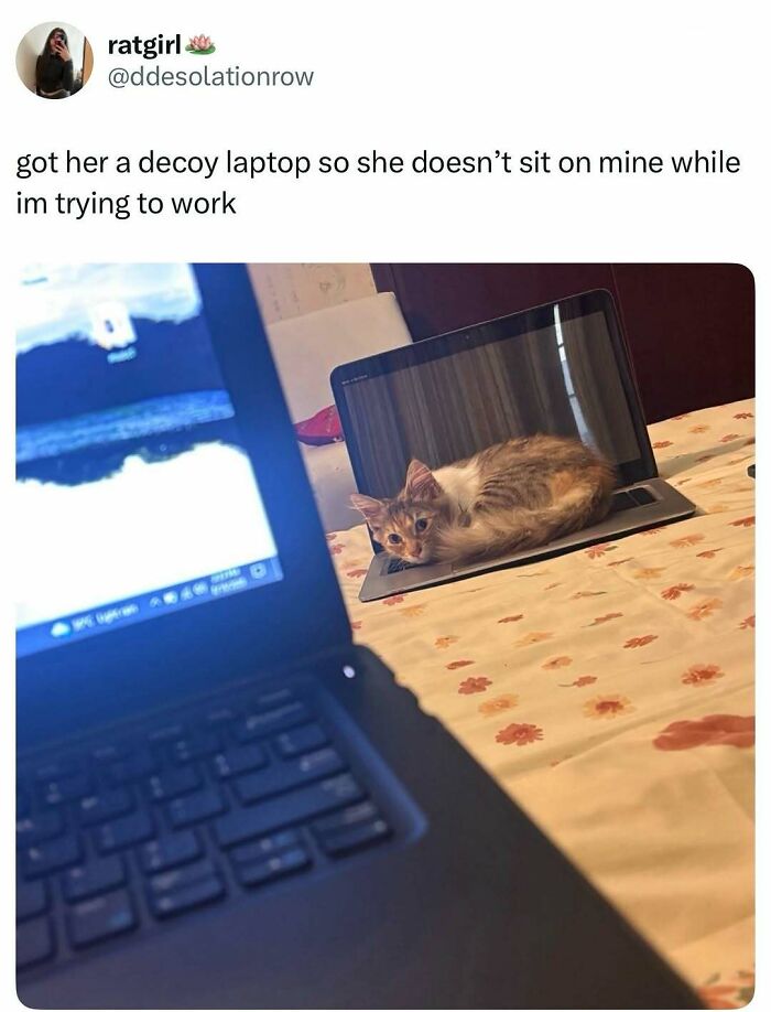 Let's Dive Into 74 Memes That Will Totally Distract You (And Make You Giggle)
