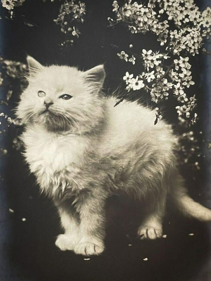 88 Vintage Pics From The Victorian Era That Are Actually Kinda Wild