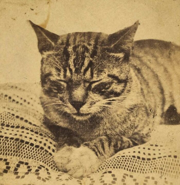 88 Vintage Pics From The Victorian Era That Are Actually Kinda Wild