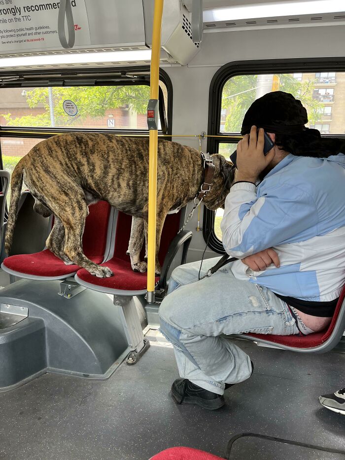 That Guy and His Barking Mastiff Bus Buddy