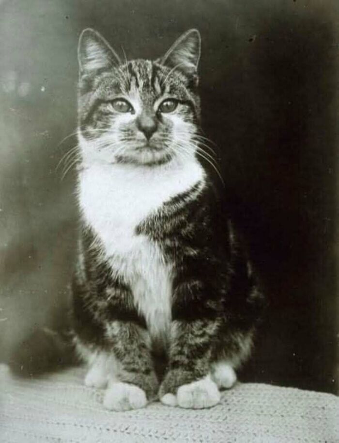 30 Vintage Cat Pics That Prove Cats Have Always Been Total Showstoppers
