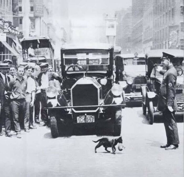 30 Vintage Cat Pics That Prove Cats Have Always Been Total Showstoppers