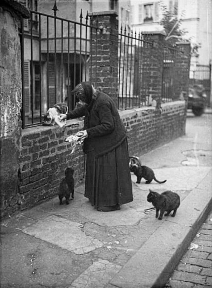 30 Vintage Cat Pics That Prove Cats Have Always Been Total Showstoppers