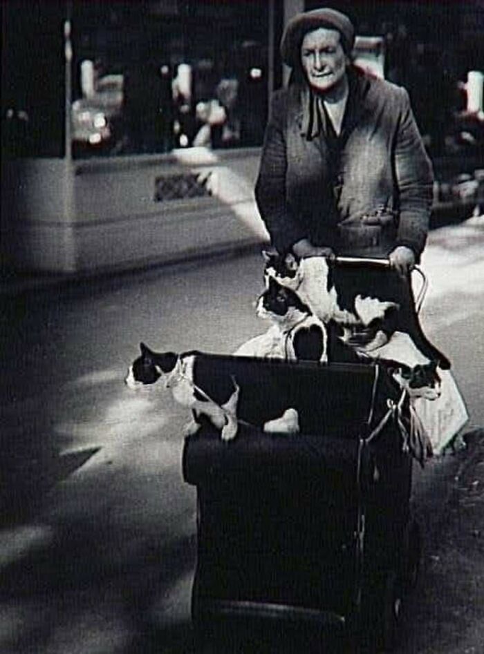 30 Vintage Cat Pics That Prove Cats Have Always Been Total Showstoppers