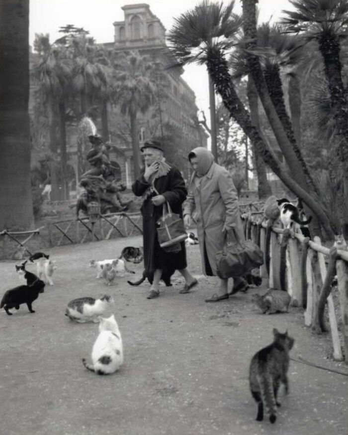 30 Vintage Cat Pics That Prove Cats Have Always Been Total Showstoppers
