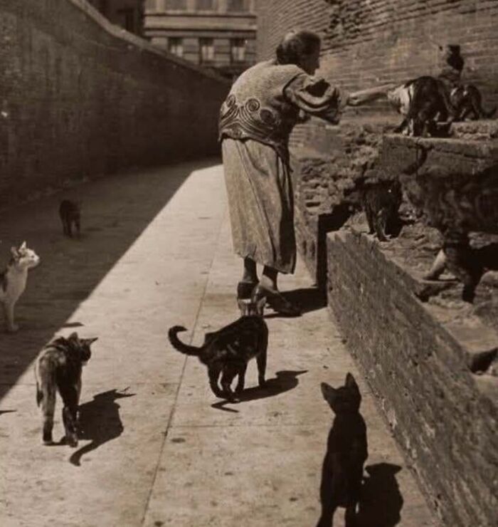 30 Vintage Cat Pics That Prove Cats Have Always Been Total Showstoppers