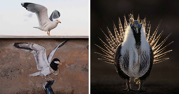 26 Bird Photos That Are Seriously Jaw-Dropping