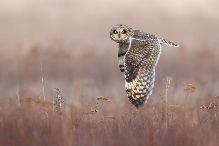 Top Pick, Birds In Flight: Face-Off With a Stealthy Short-Eared Owl