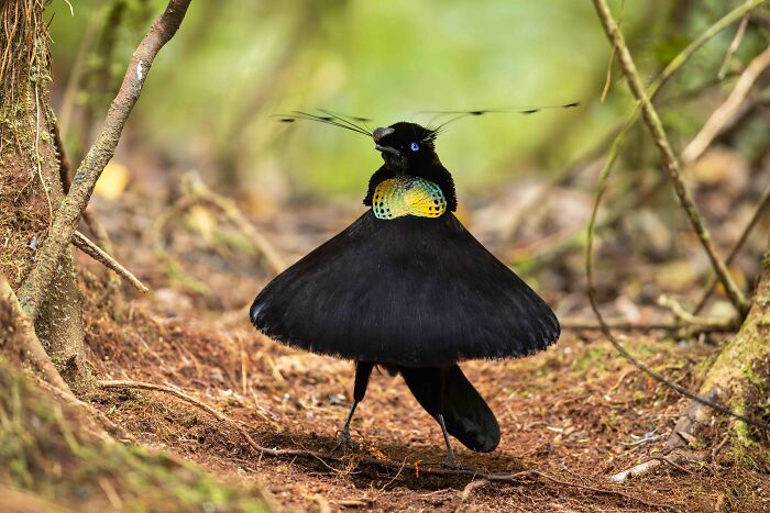 Bronze, Best Portrait: The Dance-Off Champion Bird
