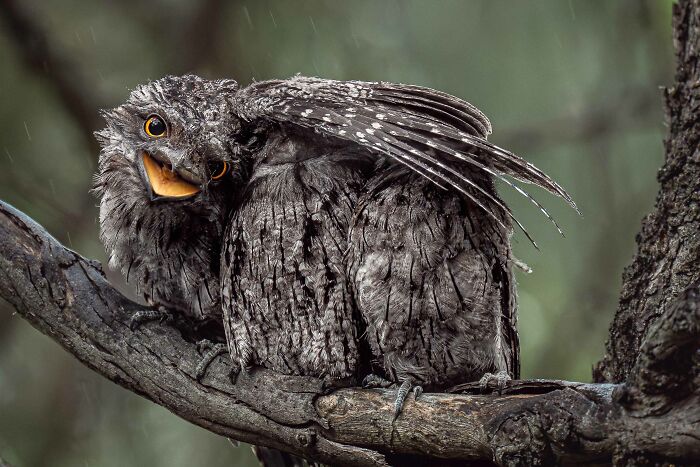 Top Pick, Bird Behaviour: Sibling Shield Under The Rain