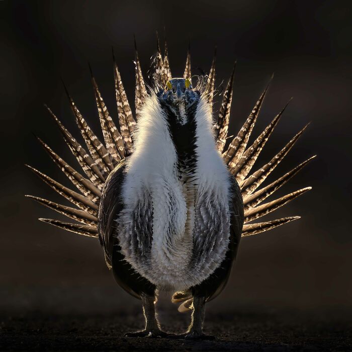 Top Pick, Best Portrait: Glow-Up Sage-Grouse