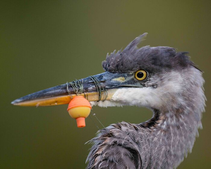 Top Pick, Conservation: Heron’s Not-So-Great Fishing Day