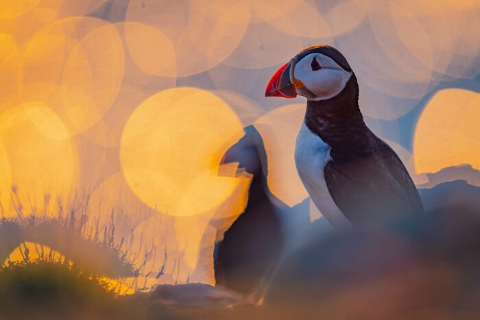 Silver, Best Portrait: Puffin at Sunset, All The Feels
