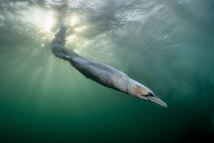Big Winner, Birds In The Environment: Gannet Vs. Sun – Epic Dive!