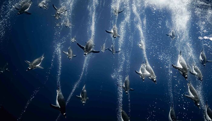 Bronze, Birds In The Wild: Penguins Say Hi While Snorkeling
