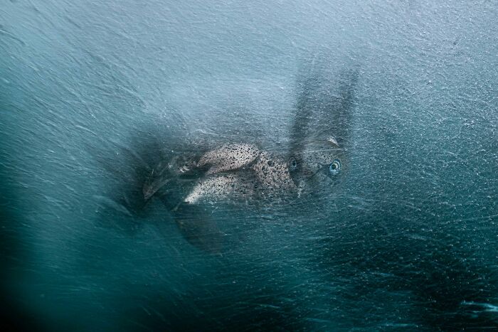 Silver, Cool Shot: Birds and Bubbles Chaos