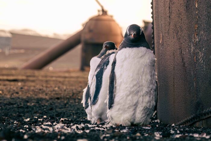 Silver, Urban Birds: Penguins Guarding a Rusty Warehouse