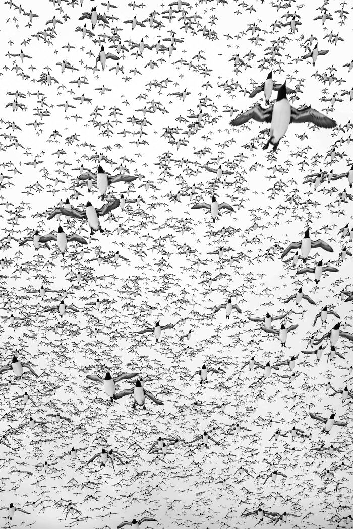 Silver, Birds In Flight: Guillemots Go Wild