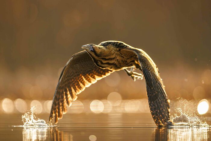 Bronze, Birds In Flight: The Secretive Sunrise Bittern