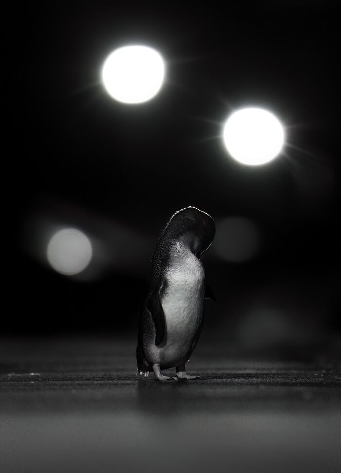 Bronze, Black & White: Penguin Night Walk Swagger