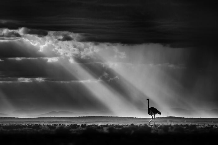 Top Pick, Black & White: Ostrich On A Dusty Journey