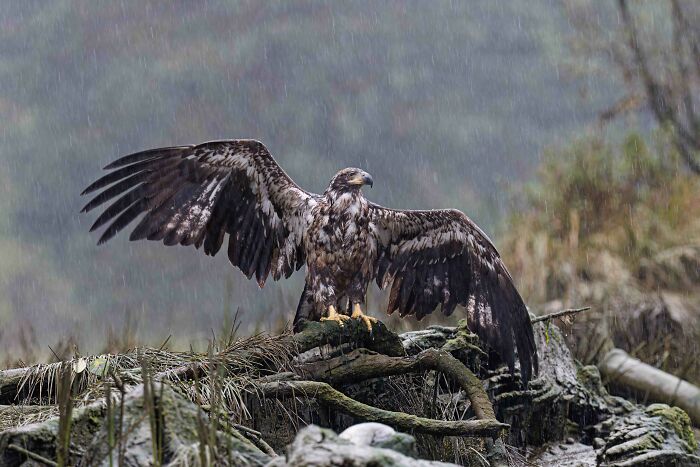 Silver, Bird Behaviour: Eagle’s Rain Dance?