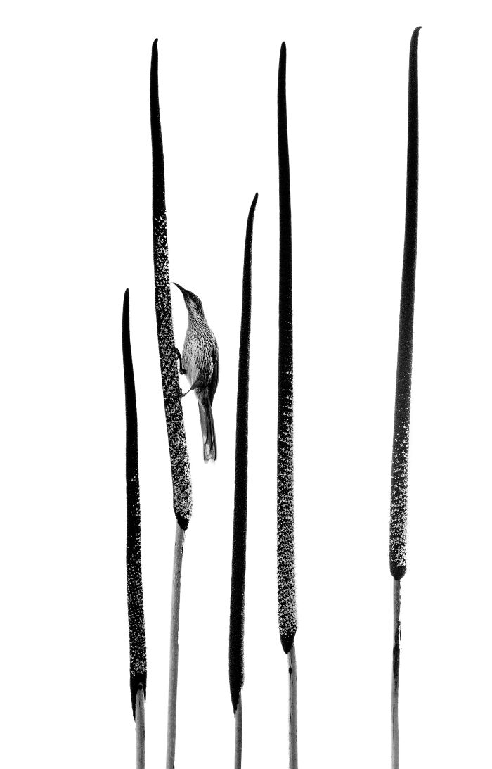 Silver, Black & White: Australia’s Flowering Grass Tree and Its Guest
