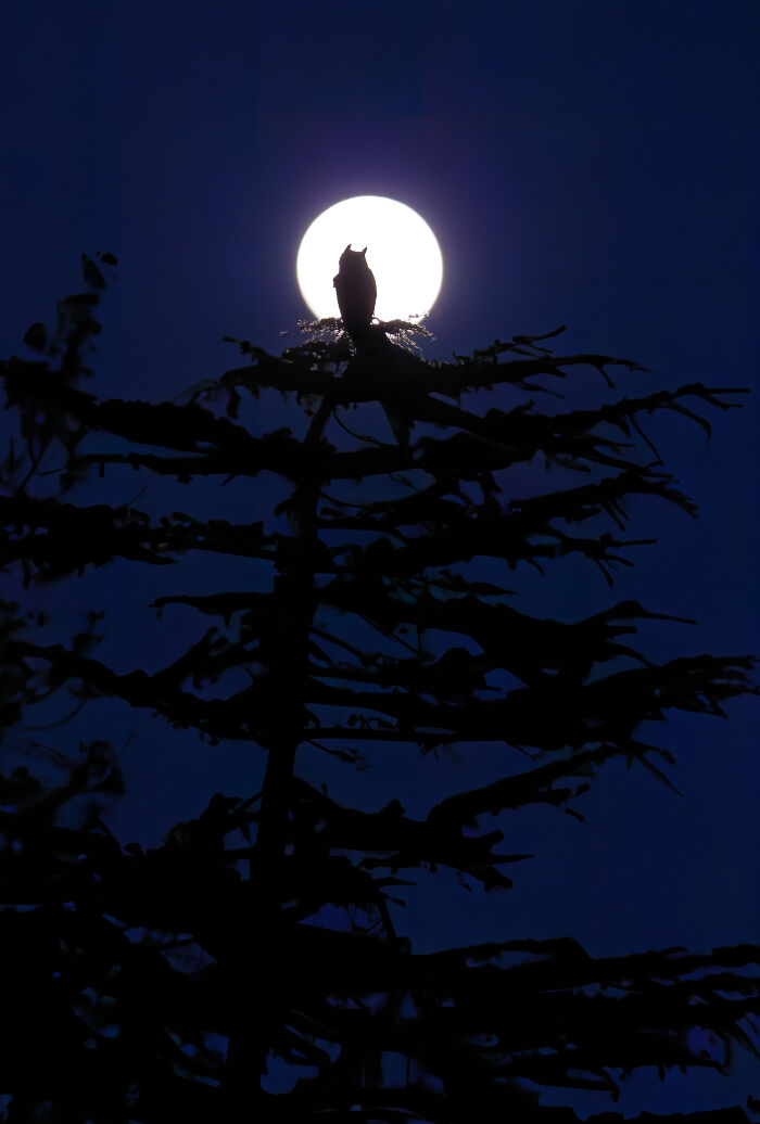 Youth Winner, Moonlit Owl Stare: A Nighttime Showstopper