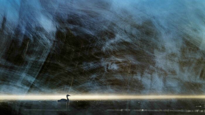 Bronze, Cool Perspective: Kayaking and Zooming on a Grebe