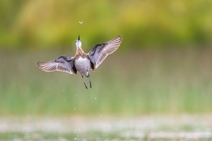 Gold, 12-14 Years: Red-Necked Phalarope Flies High
