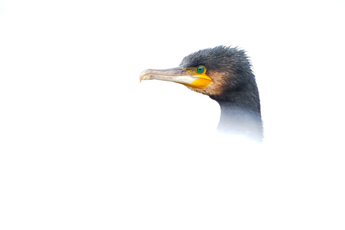 Gold, 11 & Under: That Emerald-Eyed Cormorant Stare