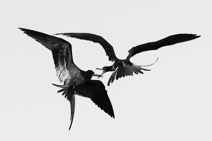 Bronze, Bird Behaviour: Fish Fight Over Airborne Snacks