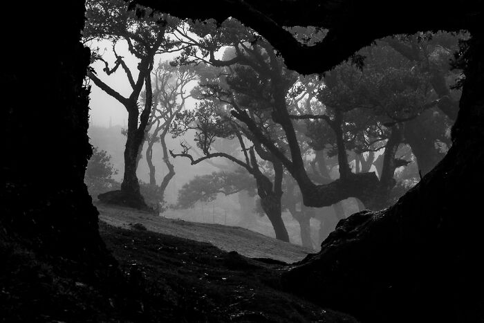 Ghosts in the Fog