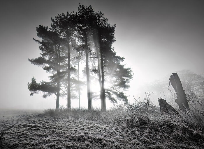 Sunlight Playing with Trees