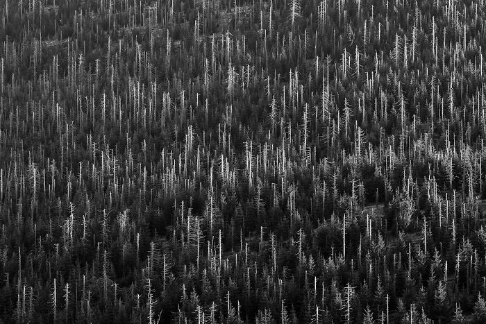 Old Trees, New Life