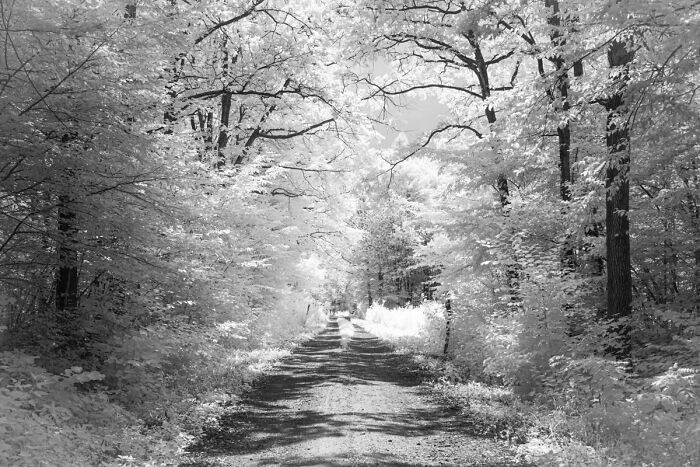 Infrared Forest Roads