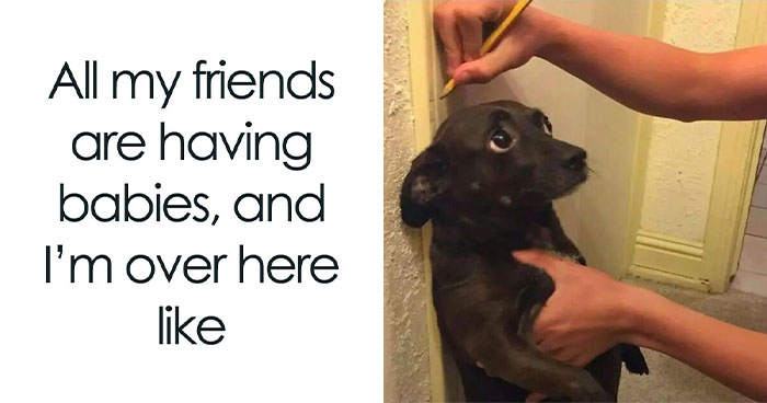 Let’s Dive Into 62 Dog Memes That Prove Dogs Are The Ultimate Comedy Stars