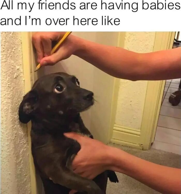 Let's Dive Into 62 Dog Memes That Prove Dogs Are The Ultimate Comedy Stars
