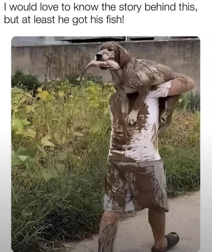 Let's Dive Into 62 Dog Memes That Prove Dogs Are The Ultimate Comedy Stars