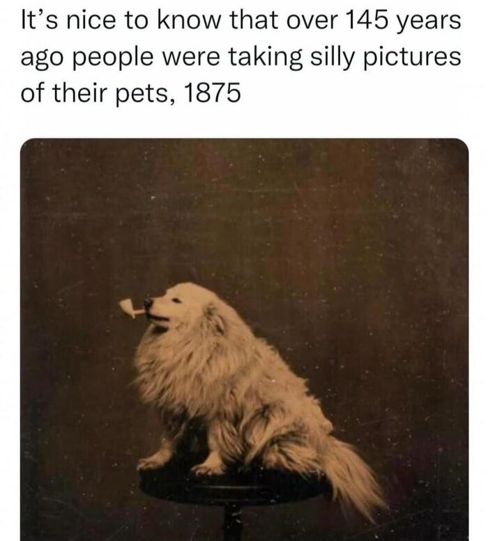 Let's Dive Into 62 Dog Memes That Prove Dogs Are The Ultimate Comedy Stars