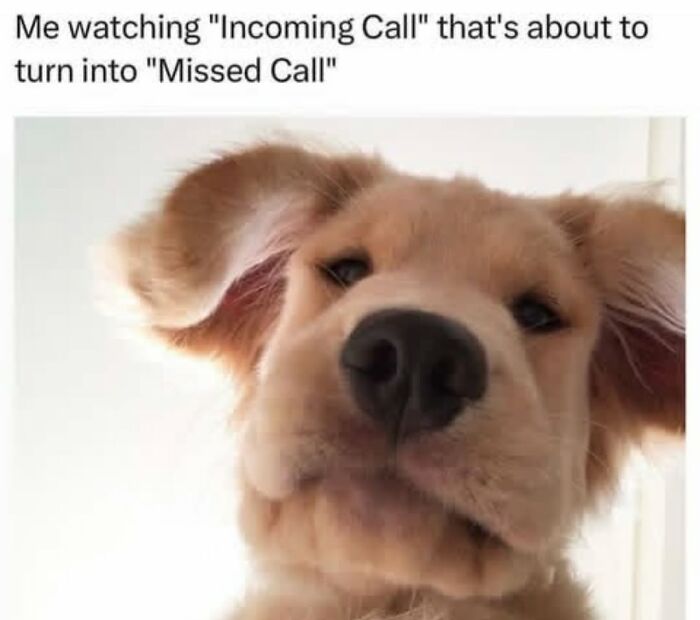 Let's Dive Into 62 Dog Memes That Prove Dogs Are The Ultimate Comedy Stars