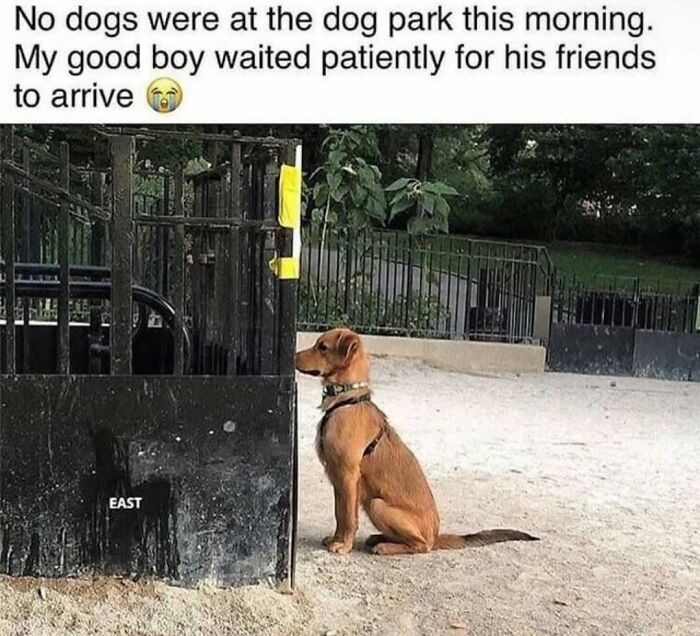 Let's Dive Into 62 Dog Memes That Prove Dogs Are The Ultimate Comedy Stars