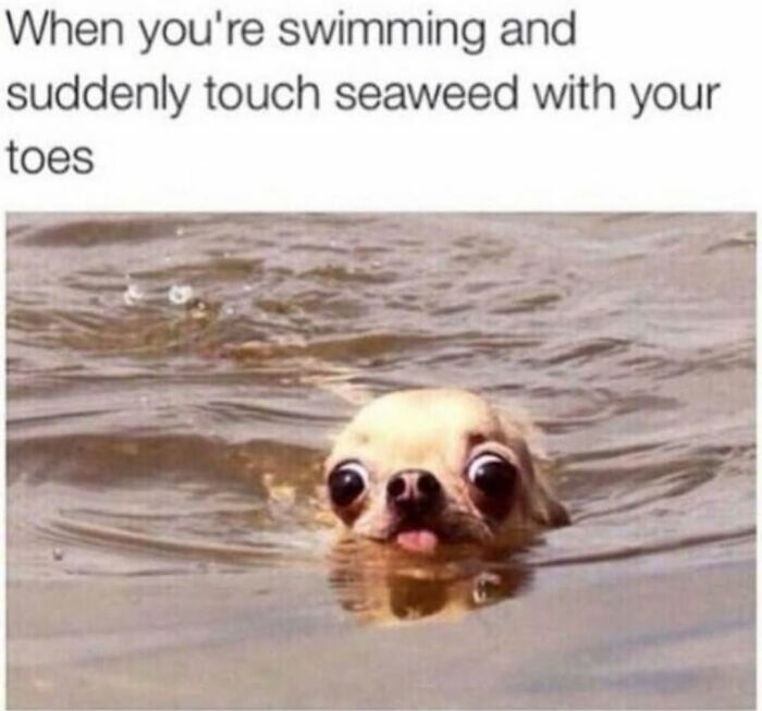 Let's Dive Into 62 Dog Memes That Prove Dogs Are The Ultimate Comedy Stars