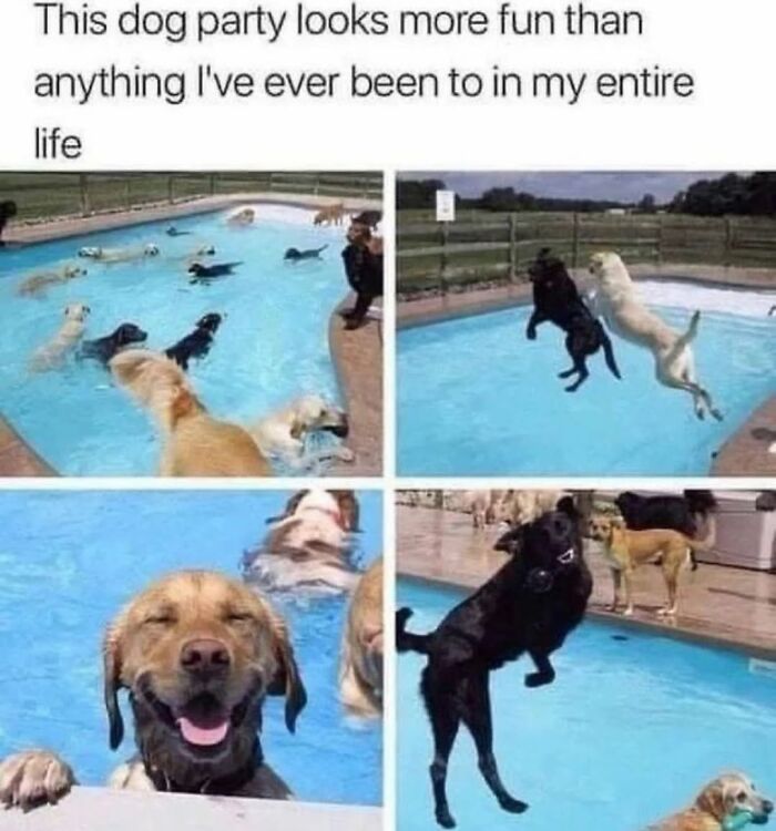 Let's Dive Into 62 Dog Memes That Prove Dogs Are The Ultimate Comedy Stars